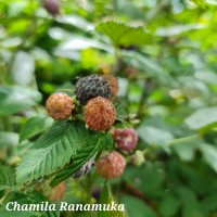 Rubus niveus Thunb.